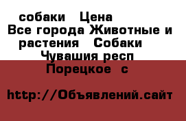 собаки › Цена ­ 2 500 - Все города Животные и растения » Собаки   . Чувашия респ.,Порецкое. с.